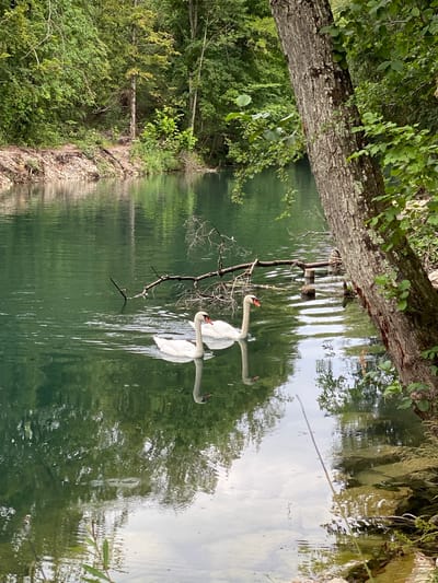 Two white swans swim in a calm, emerald-green body of water, their reflections visible below. The water is surrounded by dense, lush green forestation. A large, rough-barked tree trunk dominates the right foreground, with branches and leaves extending into the frame. In the mid-ground, a dead branch lies across the water, and several wooden posts are visible, suggesting remnants of a structure or marker. The water's edge on the left is lined with stones and sparse vegetation, leading to a steep, wooded embankment. The scene appears to be a natural, serene environment, possibly a lake or a slow-moving river. The location is identified as being in Cortaillod, Switzerland.