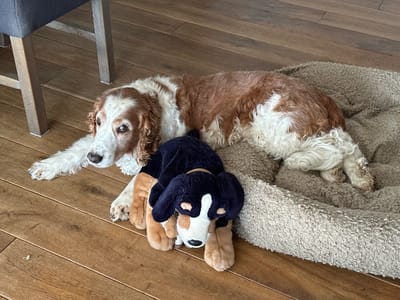 A medium-sized dog with white and brown markings is lying on a wooden floor next to a plush dog bed. A stuffed dog toy is positioned in front of the real dog. The scene appears to be indoors, likely in a home environment. The image does not contain any identifiable landmarks or information that would place it in Oldemarkt, Netherlands.