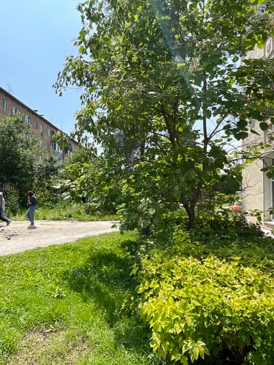 In a sun-drenched, outdoor scene in Spassk-Dal'nij, Russia, a narrow paved path winds its way through lush green grass and abundant foliage. Overhead, the branches of a large tree, laden with green leaves and small white flowers, cast dappled shadows on the path and the surrounding grass. To the left of the path, a multi-story brick apartment building stands, its windows reflecting the bright sunlight. The sky is a clear, brilliant blue.
Two people are visible on the path. One individual, wearing jeans and a dark top, is bent over, seemingly focused on something on the ground or their phone. Further down the path, another person is also present, walking away from the camera. The overall impression is one of a warm, pleasant day, likely in late spring or summer, with a serene and ordinary urban or suburban setting. The verdant greenery suggests a well-established community with natural elements integrated into its landscape. No visible text is present in the image.