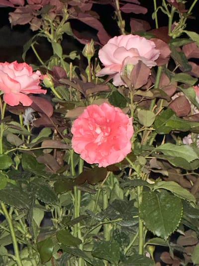 A close-up shot of a rose bush in Kojomkul, Kyrgyzstan, features several pink roses at various stages of bloom, interspersed with dark red and green leaves. The roses display multiple petals and range in color from a pale pink to a vibrant coral. Some rose buds are also visible. The foliage is dense, with some leaves appearing slightly dusty. The background is dark, suggesting the image was taken in low light conditions, possibly at night. The overall impression is of a well-established rose garden.