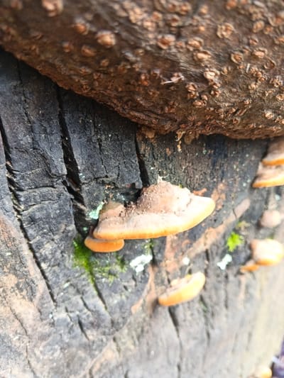 A close-up captures a section of weathered tree stump hosting bracket fungi. The stump's dark, cracked surface contrasts with the smooth, orange-tinged fungi that grow horizontally. The bark of a branch or tree is visible above the stump, with numerous small circular features. Green moss accents the base of the largest fungal growth. The photograph highlights the textures and hues found in decaying wood and symbiotic fungal life.