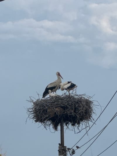 In Miriantsi, Bulgaria, a large, messy nest constructed from twigs and branches sits atop a utility pole. Within the nest, three storks are visible. One adult stork stands upright, facing left, with its beak pointed downwards. Another adult stork, also facing left, is partially visible behind the first, appearing to be sitting or crouching. A younger stork, or chick, is positioned in front of the adult storks, facing left. The background consists of a pale blue sky with scattered white clouds. Power lines run diagonally across the right side of the frame, with a few small birds perched on them. The lower portion of the utility pole supporting the nest is visible.