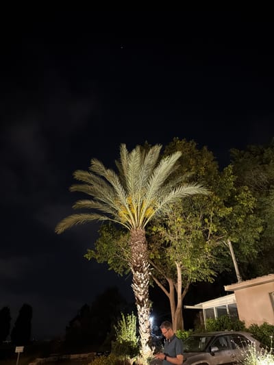 This night scene, set in Nir Eliyahu, Israel, features a tall palm tree and other rich foliage dramatically lit against a dark sky. The central subject is a large palm tree with its green fronds brightly illuminated, standing out vividly from the surrounding darkness. Various other trees and bushes, some partially lit and some in deep shadow, contribute to the verdant environment.
On the right side of the image, a man wearing a dark t-shirt and glasses is visible, bending down near the front of a dark-colored parked car, likely an SUV. He appears to be engaged in an activity or inspecting something at the vehicle's front, illuminated by a nearby light source. Behind the car, a light-colored building, presumably a house, shows parts of its facade, windows, and roof structure, partially obscured by the surrounding trees.
The time of day is clearly nighttime, characterized by the black sky and the reliance on artificial lighting, which highlights specific elements like the palm tree and the area around the man and car. No specific emotions are discernible. A small, partially obscured white sign in the lower right corner displays Hebrew text that reads "אין כניסה" (Ein Knisa), meaning "No Entry." The image has a calm, nocturnal ambiance in a residential or semi-residential setting.