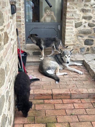 An overcast, daytime exterior shot shows three dogs and a child behind a glass door in what appears to be the courtyard of a stone building, possibly in Cannara, Italy. In the foreground, a small, black, fluffy dog is bent down sniffing the brick ground, positioned next to a wall made of rough-hewn stones. To the right and slightly behind it, a larger dog, likely a husky or similar breed, with grey, white, and black fur and blue eyes, is lying down on the brick steps, looking towards the camera. Further back and to the left, another dog with similar coloring to the husky but with a darker face and pointed ears is standing, facing away from the camera, its tail raised. Behind the standing dog, a glass door reveals a young, shirtless child pressing their hands against the glass, looking out. A bucket and cleaning tools, including a broom and mop, are visible to the left of the door and the standing dog. The ground and steps are paved with reddish-brown bricks, some of which are partially covered in green moss. The stone wall on the left is a mixture of light and dark rough stones.