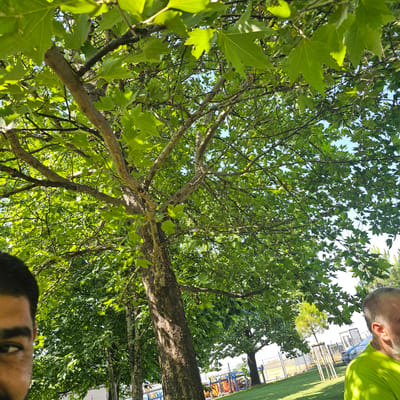 This media file captures a low-angle shot looking upwards through the branches and vibrant green leaves of a large tree. The sun is shining, creating dappled light and shadows on the leaves and the tree trunk. In the upper right corner of the frame, the head and shoulder of a person wearing a bright green t-shirt are visible, looking upwards. Further in the background, glimpses of a playground with blue structures and netting, a grassy area, and a fence can be seen, suggesting an outdoor recreational setting. The bottom of the frame shows a close-up of another person's face, looking upwards as well, with their eyes open and focused. The overall impression is one of enjoying a sunny day outdoors, possibly in a park or yard, with the focus on the natural beauty of the tree and the shared experience of looking up at it. The scene is likely taking place during daylight hours on a clear day. No visible text is present in the image.