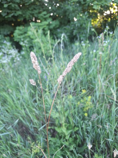 The image captures a close-up, low-angle view of a grassy area with several tall stalks of dried grass or seed heads in the foreground. The stalks are a light brown to tan color and are vertically oriented. One stalk on the left has a smaller, attached seed head below its main one. The background is a blur of green foliage, with dappled sunlight creating bright, out-of-focus circles of light, suggesting trees and a natural, outdoor setting. The overall impression is of a wild or uncultivated patch of vegetation. The location is Sviatopetrivske, Ukraine. There are no people or animals visible in the image.