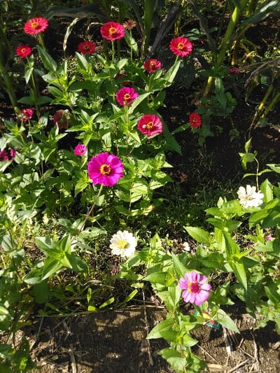 This image displays a cultivated garden patch in Ban Naduan, Laos, under bright daylight conditions. The scene is dominated by numerous Zinnia flowers, primarily in shades of fuchsia, deep red, and white, each featuring a prominent yellow or orange central disc. These flowers are in various stages of bloom and are densely interspersed among their vibrant green leaves and stems. The ground visible beneath the foliage consists of dark, moist soil, with some scattered dried plant debris and sparse green weeds. A dark, irregular band, possibly a concrete or stone border, is present along the bottom edge of the frame. Taller green stalks, consistent with corn plants, are partially visible in the background. No human figures or animals are present in the depicted environment.
