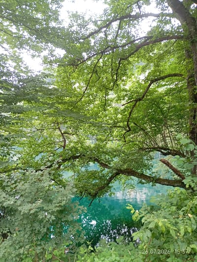 A sun-dappled, still turquoise lake is visible through a canopy of lush green trees in Verkhnyaya Balkariya, Russia. The water's surface reflects the surrounding foliage and the bright sky, creating a serene and tranquil atmosphere. Overhanging branches, laden with leaves, frame the view of the lake, with the textured bark of a large tree visible on the right side of the frame. The scene is captured at 15:37 on July 26, 2026.
