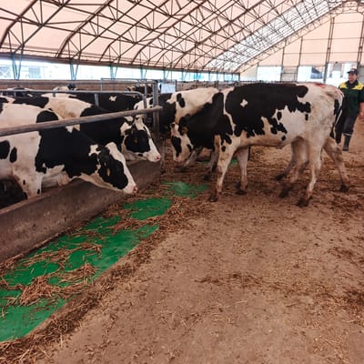 This image depicts a cow barn with several Holstein cows, identifiable by their black and white markings. The cows are standing in a feeding trough that contains straw and some green material. The barn has a metal roof supported by beams, and natural light enters through openings along the sides. A person wearing a green jacket, dark pants, and black boots is standing near one of the cows, appearing to be a farm worker. The ground is covered with dirt and straw, indicative of a farm environment. The scene is consistent with agricultural operations in a rural setting.