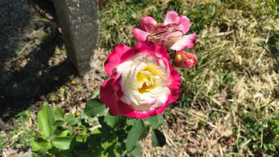 A close-up, high-angle shot shows two blooming roses in a garden in Han Krum, Bulgaria. The rose in the foreground is large and fully open, with petals transitioning from a deep pink at the edges to white and then a vibrant yellow in the center. Another rose, partially out of focus and appearing slightly wilted, is visible above and to the left of the main rose, displaying pink and white petals. A third, smaller rosebud with pink and yellow hues is nestled behind the main bloom. The roses are surrounded by green leaves and sit against a backdrop of dry grass and soil. A dark, rough-textured stone object, possibly a monument or part of a structure, occupies the left side of the frame, casting a shadow. The scene is illuminated by bright sunlight, creating dappled light and shadow patterns. There are no people or animals visible in the image.