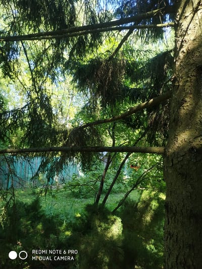 The image depicts a natural outdoor scene, likely a backyard or a park, in the city of Лесное Фрязино Снт, Russia. The foreground is dominated by the textured bark of a large tree trunk on the right, with its branches and dense evergreen foliage filling the majority of the frame. Sunlight filters through the leaves, casting dappled shadows on the ground below. In the middle ground, a rustic wooden fence with a greenish-blue patina is visible. Beyond the fence, lush green vegetation and trees create a sense of depth and natural abundance. The overall atmosphere is one of a serene, sunlit day in a verdant environment. There are no people or animals visible in the frame. The bottom left corner of the image shows a camera watermark indicating "REDMI NOTE 6 PRO MI DUAL CAMERA."