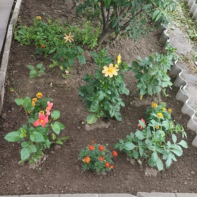 The image depicts a garden bed with various flowers and plants. In the foreground, there are several bright orange and red marigolds, as well as pink and red dahlias. In the background, a large bush with green leaves is visible, and further back, a tree trunk. The garden bed is edged with concrete slabs and a wavy white material. The ground is covered with dark soil. There are no people or animals visible in the image. The scene appears to be a typical garden setting, possibly in a residential area.