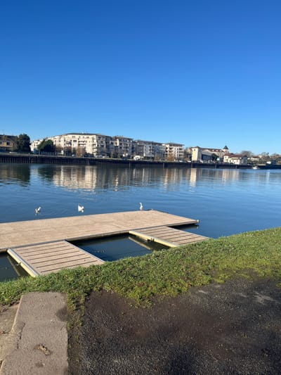 The image displays a daytime riverine landscape in Corbeil-Essonnes, France, under a clear blue sky. In the foreground, a textured gray concrete edge transitions to an area of dark, moist soil interspersed with sparse green grass. Adjacent to this, a light-colored, modular floating dock system, comprising a main rectangular platform and two perpendicular extensions forming a recess, projects into the calm blue-green river. One light-feathered bird stands on the main dock platform, oriented towards the left. Three additional birds are present in the water: one light-feathered bird swims close to the dock, another light-feathered bird is further out, and a smaller, darker bird is visible in the background water. The river's surface reflects the sky and the opposing bank. The background consists of the far riverbank, fronted by a dark retaining wall, behind which a line of multi-story, light-colored residential buildings with balconies and numerous windows are situated. To the right, a prominent church building with a red-tiled roof and a steeple is visible amongst other structures. Deciduous trees with minimal foliage are scattered along both banks and within the urban setting. No human subjects are present.
