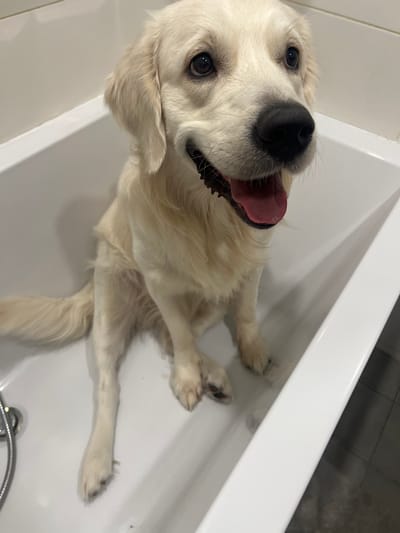 A cream-colored dog, likely a Golden Retriever or a similar breed, is playfully lying on its back in a clean, white bathtub. The dog's head is turned towards the viewer, revealing its bright, dark eyes and a black nose. Its mouth is open wide, with its pink tongue hanging out and some teeth visible, suggesting it might be panting, happy, or excited.
The dog's fur is a light, creamy white, and it appears slightly damp or wet, especially around its chest and paws, indicating it might have just had a bath or been playing in water. Its front and back legs are splayed out in a relaxed, almost comical posture within the confines of the tub. The paws have dark pads.
The setting is distinctly a modern bathroom, with the dog occupying the main basin of a white, smooth bathtub. A dark grey or black tiled floor is visible in the upper right background, beyond the edge of the tub, and a plain lighter wall or surface is on the left. A metallic fixture, possibly a drain or part of a shower head/hose, is partially visible at the bottom right of the tub. The image is taken from an elevated perspective, looking down into the tub, and the dog is positioned diagonally across the frame. The lighting is bright and even, highlighting the dog's features and the clean white surfaces. No text is visible in the image. The overall mood conveyed by the dog's expression is one of contentment and playfulness.
