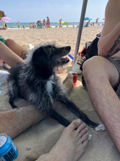 The image depicts a dog on a sandy beach, with the ocean and other beachgoers visible in the background. The dog, with dark and light gray fur, is sitting on the sand, facing to the right with its mouth open. In the foreground, parts of human legs and feet are visible, also covered in sand. A red can of beer and a blue can are present on the sand near the legs. A beach umbrella provides shade. The overall scene suggests a relaxed day at the beach. The image appears to be taken on Gavà beach, Spain, given the visual cues and common vacation activities depicted.
