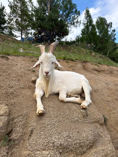A white goat with long, curved horns and a prominent beard lies on a dirt slope in front of a wooded area with trees and a blue sky with clouds above. The goat is positioned facing forward and appears to be resting. The ground is covered in dry dirt and small stones, with some larger rocks visible. In the background, there are trees with prayer flags hanging from them, suggesting a cultural or religious site. The overall scene is outdoors, with a natural landscape. The specific location in Ulekchin, Russia is not visually evident from the image itself.