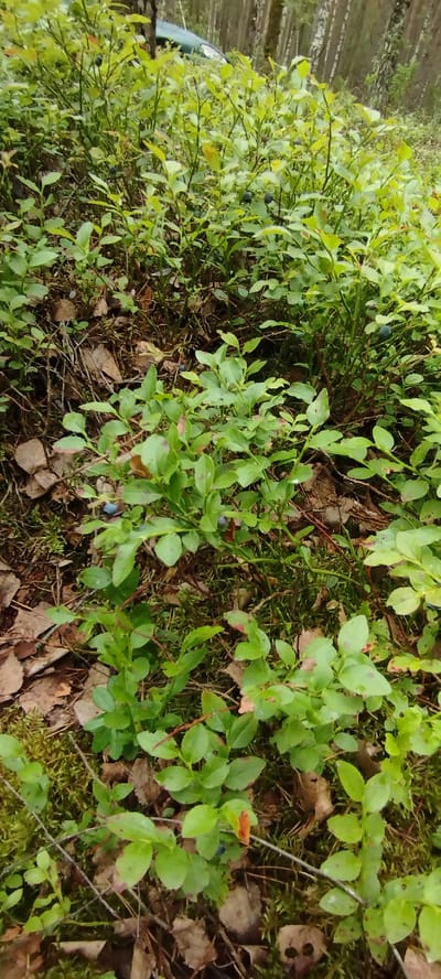 The image depicts a close-up view of a blueberry patch in a forest. The bushes are dense and leafy, with several ripe blueberries visible among the green foliage. The ground is covered with moss, fallen leaves, and pine needles, indicating a natural woodland environment. In the background, a green vehicle is partially visible, suggesting human presence in the vicinity. The scene is set within the Лунненскі сельскі Савет, Belarus, a rural area known for its forests and natural landscapes. The lighting suggests an overcast day, contributing to the muted colors and soft shadows.