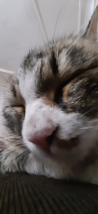 A calico cat, exhibiting white, brown, and dark grey/black fur patches, is depicted in a close-up, eye-level shot, positioned in the city of Yangi-Khayat, Uzbekistan. The animal's eyes are closed, indicating a state of rest or sleep. Its head, featuring a prominent pink nose and white fur around the muzzle, rests on a dark, horizontally ridged surface, consistent with upholstery or a textured blanket. The background behind the cat's head is an undifferentiated light-colored surface. No other individuals or actions are visible within the frame.