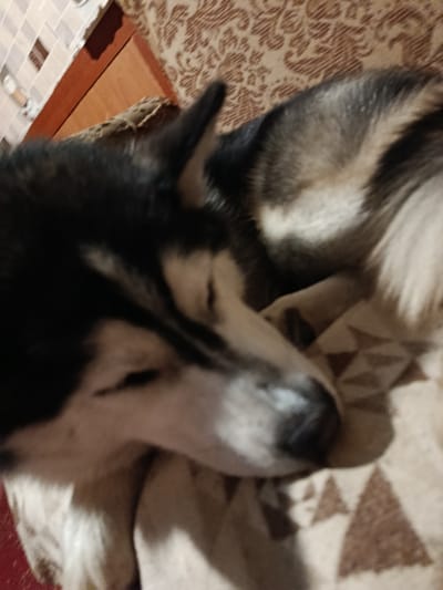 The image shows a close-up, low-angle shot of a Siberian Husky dog sleeping. The dog is lying on its side on a patterned blanket, with its head resting on its paws. Its fur is predominantly black and white, with some gray and brown tones. The dog's eyes are closed, and its breathing is likely shallow as it sleeps. The background is blurred, but it appears to be an indoor setting. The location in the city of Bekhtery, Ukraine, is not discernible from the image itself.