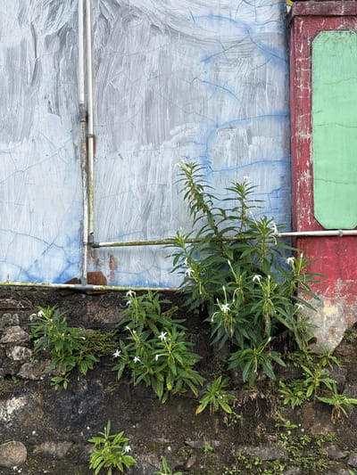 In the city of Kalirancang, Indonesia, a weathered, cracked wall serves as a backdrop for a cluster of green plants with delicate white flowers. The wall itself is a tapestry of textures and colors, with sections of faded blue and grey paint peeling away, revealing hints of an underlying rough surface. To the right, a vertical band of deep red paint frames a section of pale green. Two parallel white pipes run vertically up the wall on the left, attached by a metal clamp. Another horizontal pipe, also white, extends from the vertical pipes towards the right. The plants, with their lush green foliage and small, star-shaped white blossoms, are growing from the top of a dark, rough-textured stone wall that forms the base of the scene. Some of the plants are taller and more established, reaching towards the painted wall, while others are smaller and closer to the stone. The overall impression is one of nature reclaiming an urban space, with the vibrant green of the plants contrasting with the decaying facade of the building.