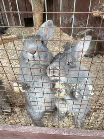 The image, captured from an overhead perspective, looks down into a metal enclosure in Timofeevka, Russia. Two prominent grey-furred rabbits are featured in the foreground, their heads oriented towards the top of the frame as they gaze upwards through the rusty brown bars of the cage. One rabbit's head is slightly tilted, while the other looks directly ahead. A smaller, browner rabbit is partially visible in the background on the left side. The floor of the enclosure is covered with wood shavings, serving as bedding material. The metal bars of the cage appear discolored and show signs of rust and wear. The natural lighting indicates it is daytime. The rabbits appear calm within their enclosure. There is no visible text in the image.