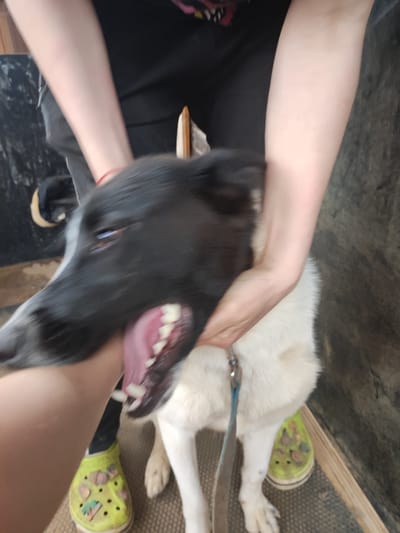 The image, taken in the city of Alabino, Russia, shows a close-up view of a person holding a dog. The dog's head is black and white, with its mouth open, revealing its tongue and teeth. The dog appears to be panting or excited. The person's hands are holding the dog by its head and neck. The person is wearing a black shirt and dark pants. The dog is wearing a blue leash. The background is blurred, but appears to be indoors, possibly a house or a shelter. The lighting is natural and seems to be coming from the side. The overall impression is one of playful interaction between the person and the dog.