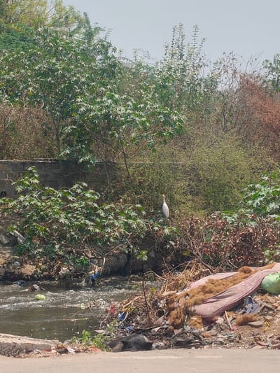 The image depicts an outdoor scene in Anantapur, India, characterized by a polluted natural environment adjacent to a probable thoroughfare. In the foreground, the edge of a paved surface or dirt road is visible, where a black pig lies resting amidst a substantial accumulation of refuse. This refuse includes a deteriorated pink mattress with its brown fibrous filling exposed, along with various plastic bags, debris, and organic waste.

Immediately behind the foreground, a dark, flowing water channel, likely an open drain or small stream, moves from left to right. The water is visibly turbid and contains floating debris, including plastic items, organic matter, and an unidentified green object.

The banks of the water channel and the background are densely vegetated. The vegetation comprises a mix of healthy green leafy trees and shrubs, interspersed with patches of dry, brown, leafless bushes. A segment of a grey stone or concrete retaining wall is partially obscured by the greenery on the far bank. A single white egret stands upright within the green foliage on the far bank, positioned above the water channel. The sky is pale and overcast or hazy, indicating daylight. No human subjects are present.
