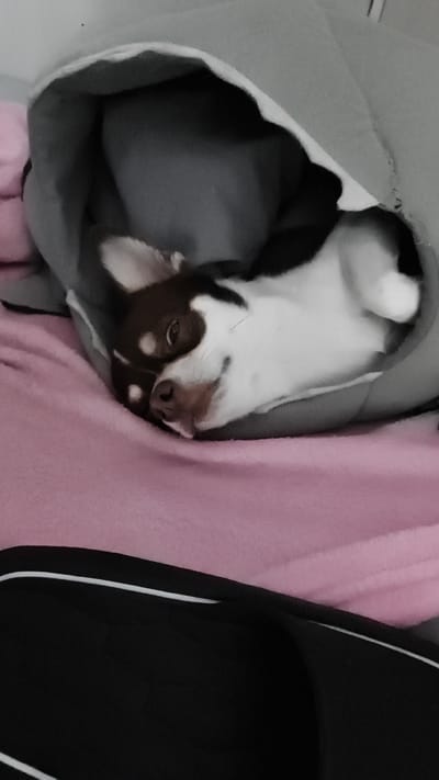 A black and white Chihuahua is nestled in a gray dog bed on a pink blanket. The dog is lying on its side, with its head resting on its paws. Its eyes are half-closed, and it appears to be sleeping. The dog bed is soft and plush, and the blanket is a light pink color. The background is out of focus, but it appears to be a room in a house. The image was taken in the city of Bolshoy Kamen, Russia.