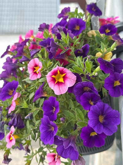 A close-up, eye-level, vertical shot captures a lush hanging basket filled with vibrant petunias in various shades of purple and pink, some with yellow centers. The flowers are densely packed, with green foliage interspersed throughout. The background is softly blurred, showing a light-colored, textured surface, possibly a wall or railing, which suggests an outdoor setting. The lighting appears natural, highlighting the textures and colors of the flowers. There are no people or animals visible in the image, and no specific landmarks indicating the city of Sohren, Germany, are present.