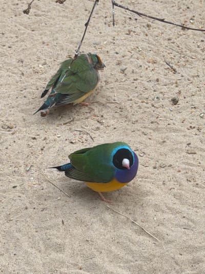Two Gouldian finches are perched on a sandy ground in Akatovo, Russia. The finch on the right is more vibrantly colored, with a purple head, green body, and yellow chest. The finch on the left is mostly green with some yellow and blue accents, and appears to be slightly ruffled. Both birds have their eyes closed, suggesting they are resting or perhaps asleep. The sandy ground is interspersed with small pebbles and a few dry plant stems. The lighting suggests it is daytime, with no specific indicators of weather conditions. The scene is a close-up view of the birds and their immediate surroundings. There is no visible text in the image.