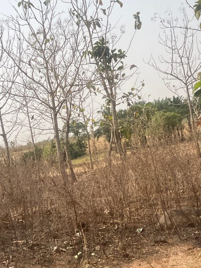 This image displays a sparsely vegetated outdoor scene in Aboro, Nigeria. The foreground consists of dry, light brown soil interspersed with withered, brown herbaceous vegetation and scattered white plastic debris. The midground features several slender trees with mostly bare, branching trunks; some trees retain sparse green foliage. Beyond these, a denser area of green vegetation, including discernible palm trees, is present. The background shows a hazy, light-colored sky. No individuals, animals, or structures are visible. The environment appears dry, consistent with arid or dry season conditions.