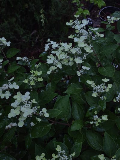 The image shows a close-up of light green hydrangea flowers and dark green leaves. The flowers are in clusters, with some appearing as small buds and others as larger, petal-like structures. The leaves are wet, suggesting recent rain or dew. The background is dark and out of focus, with hints of other foliage and dark pots. The scene appears to be an outdoor garden setting. There are no people visible in the image. The location is specified as Астра-1 Днт, Russia, which is likely a horticultural society or a dacha settlement.