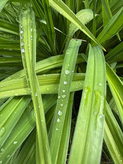 The image is a close-up, overhead view of bright green, blade-like leaves covered in numerous clear water droplets. The leaves are long and slender, with visible veins running lengthwise. Some leaves overlap, creating a layered effect. The background consists of more of the same type of foliage, appearing somewhat out of focus. The overall impression is one of freshness and natural detail, likely taken outdoors after rain. The location in Verkhne-Pozim', Russia, is not visually discernible from the image itself. There are no people, animals, or man-made objects present.