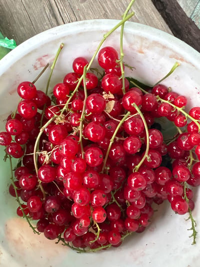 A close-up, overhead shot captures a white bowl brimming with bright red currants. The currants are clustered on their green stems, some still attached to larger branches, filling the majority of the bowl's visible surface. The bowl's interior shows some faint reddish stains and slight texture. The background consists of weathered wooden planks, some appearing to be part of a table or dock, and a sliver of green plastic is visible in the upper left corner. The scene is likely a rustic outdoor setting, possibly in Siniy Gay, Russia, where fresh produce might be gathered or stored. There are no people or animals present.