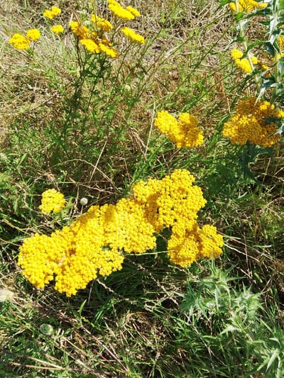The image displays a close-up, overhead view of a patch of wildflowers, primarily yellow yarrow, growing in a field of dry grass and green foliage. The yarrow flowers are clustered in dense, flat-topped corymbs. One larger cluster of yellow flowers is prominent in the lower left of the frame, with smaller clusters scattered throughout. Interspersed with the grass are some thorny, green plants with pointed leaves. The scene suggests a natural, uncultivated outdoor environment. The location is noted as Krasnostepnovskoe, Russia.