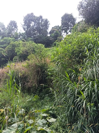 Lush, dense vegetation dominates the frame, ascending a hillside. A variety of green plants, including tall grasses and broader-leafed vegetation, fill the foreground. Behind these, a mix of shrubs and trees create a layered effect. In the background, tall trees with dense canopies are visible against a bright, overcast sky. The scene is overgrown and wild, showcasing the beauty of untouched nature.