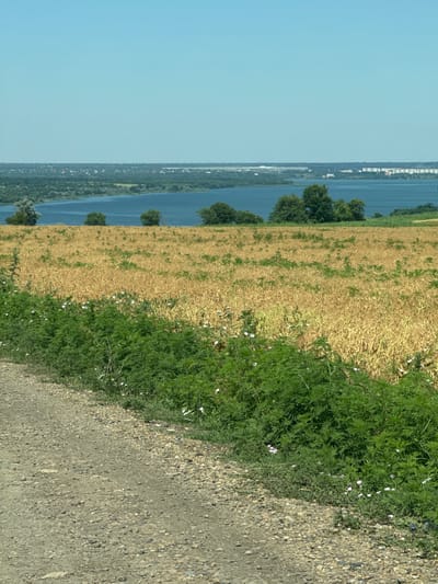 The image depicts a rural landscape under a clear, bright sky. In the foreground, a gravel road curves into the scene from the bottom left. Adjacent to the road is a dense growth of green vegetation, interspersed with small white flowers. Beyond the green border, a field of dry, golden-yellow crops stretches across the middle ground. In the background, a wide, calm body of water, likely a river or lake, is visible. The far bank of the water is lined with trees and a distant, hazy treeline. Further in the distance, beyond the water and trees, a cluster of buildings, possibly a town or industrial area, can be discerned. The overall scene is natural and undeveloped, suggesting a location outside of a major urban center, potentially in the vicinity of Сухой, Russia, given the context provided. There are no people or animals visible in the image, nor any evident human activity.