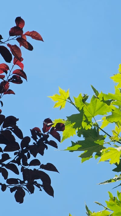 The image shows a clear blue sky with branches and leaves from two different types of trees. On the left side, there are branches with dark red or burgundy leaves, some of which are backlit and appear almost black. On the right side, there are branches with bright green leaves, some of which are brightly illuminated by sunlight, showcasing their veins and textured surfaces. One bright green leaf in the upper center is particularly vibrant. The foliage creates a natural frame against the sky. The scene appears to be outdoors, likely in a park or garden setting. Without further information, the specific location in Alhama de Aragón, Spain cannot be determined from the visual content of the image alone.