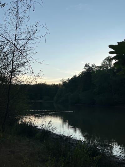 The image depicts a tranquil natural scene at dusk, likely near a body of water in the city of Sonchamp, France. A dark, placid lake or river occupies the lower right portion of the frame, reflecting the pale sky and distant trees. The shore in the foreground is lined with dense, dark green vegetation, including reeds and grasses. On the left side, the silhouette of a spindly tree with bare branches stands against the sky, its delicate structure contrasting with the heavier foliage on the right. The background is dominated by a dense forest that hugs the far bank of the water, its deep shadows suggesting the setting sun. The sky above is a gradient of pale blue, transitioning to lighter hues near the horizon where faint wisps of clouds are visible. The overall atmosphere is one of calm and quietude.
