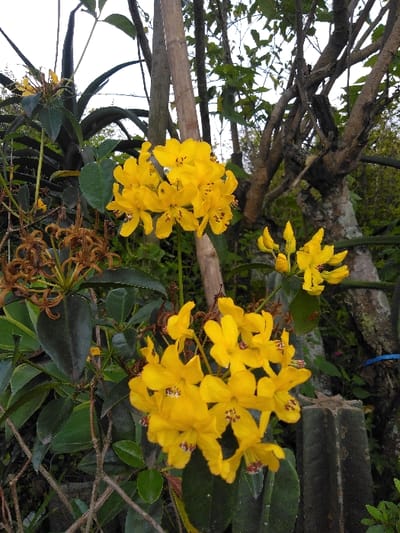 This image captures a static, close-up view of vibrant yellow flowers within a verdant outdoor setting in El Rincón de Monagas, Venezuela. The primary subjects are two prominent clusters of five-petaled, bright yellow flowers, each displaying reddish-brown stamens. These flowers are affixed to a plant characterized by dark green, ovate leaves. To the immediate left of the central flower clusters, several dried, brown, star-shaped botanical structures or withered seed pods are visible.
The background consists of dense foliage and woody elements. Vertical, slender, light brown stalks, possibly bamboo, are situated behind the flowers. Further to the right, a gnarled tree trunk with several intertwined branches and textured, light-colored bark is present. In the lower right quadrant, a weathered, grey, columnar structure, possibly concrete or stone, is partially visible. A segment of blue string or rope is discernible tied around a branch or stem near this structure. The environment suggests a natural or cultivated garden. The sky, visible at the top, is bright and diffused, indicating an overcast condition or indirect sunlight. No human subjects, animals, or specific actions are depicted.