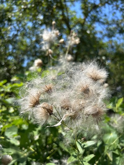 The image depicts a close-up view of fluffy seed heads of a thistle plant against a blurred background of green foliage and blue sky. The seed heads are light brown and white, with fine, feathery filaments that catch the light. Some of the seed heads are clustered together, while others are more spread out. The foreground is dominated by the seed heads, with the green leaves of the plant visible beneath them. The background shows the dappled light filtering through trees, suggesting an outdoor setting. The image does not contain any people or identifiable landmarks that would indicate a specific location within Zaboizkiy, Russia.