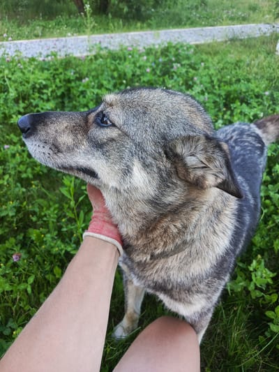 In Отрадинское, Russia, a medium-sized dog with grey and black fur is being petted by a person's hand wearing a red and white glove. The dog is looking to the left, with its head slightly tilted up. The scene is set outdoors in a grassy area with small pink and yellow flowers scattered throughout. A paved path is visible in the background.