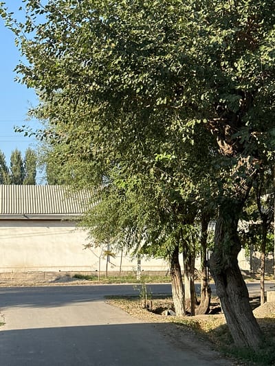 In Shaharkishlak, Uzbekistan, a sun-drenched scene unfolds along a paved road. The foreground is dominated by the rough, gnarled bark of a large tree, its trunk leaning towards the right. Behind this prominent tree, a line of slender trees stands in a row, their leaves creating a dense canopy. To the left, a long, low building with a corrugated metal roof stretches across the frame. The wall of this building is a pale, textured stucco, with a rough concrete foundation visible below. Beyond the building, a clear blue sky is punctuated by a few thin power lines. The ground beside the road is a mix of dry grass, scattered leaves, and some patches of dirt. A small, dark opening, possibly a ditch or drain, is visible near the base of the trees. The lighting suggests it is daytime, with shadows cast across the road by the trees.