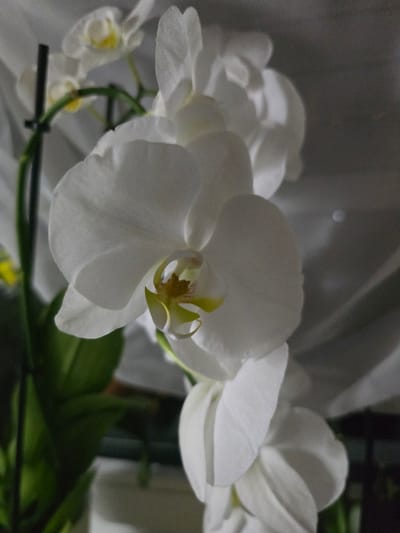 The image is a close-up shot of a white orchid plant with several blooms. The main focus is on a large, open bloom in the foreground, with its petals spread wide. The center of this bloom reveals yellow and reddish-brown accents. Behind it, another bloom is partially visible, and further back, several more orchid flowers and green leaves are present. The plant is supported by a dark green stake. The background consists of a softly lit, textured surface that appears to be draped fabric, possibly white or light gray. The lighting creates soft shadows on the petals, highlighting their delicate texture. The scene is indoors, likely in a residential setting. There is no indication of the city of Offenbach am Main, Germany, or any other specific location.