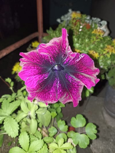 A close-up, eye-level shot focuses on a vibrant, magenta petunia flower with dark purple veining, set against a softly blurred background of green foliage and yellow flowers in a pot. The petunia's petals are ruffled and textured, with a subtle sheen, and appear to be dusted with a light, powdery substance. The flower is positioned slightly off-center to the right of the frame, with its prominent bloom drawing the viewer's attention. To the lower left of the petunia, a cluster of bright green, lobed leaves from another plant is visible. The background offers glimpses of other plants, including small yellow blossoms and soft green succulents, all rendered out of focus, creating a bokeh effect. The lighting suggests it is nighttime or a dimly lit environment, with the flower being the primary illuminated subject. The overall scene conveys a sense of natural beauty and tranquility, likely captured in a garden or balcony setting.