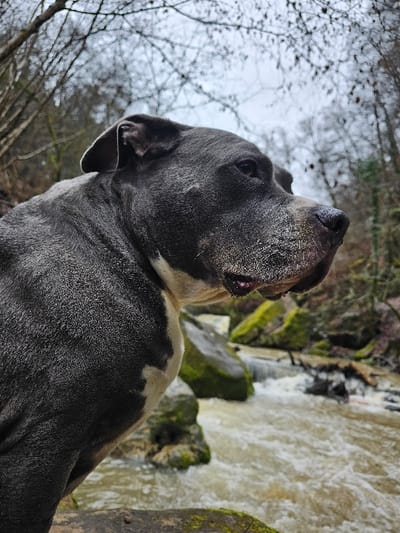 A short-haired, muscular canine, primarily dark grey with a prominent white marking on its chest, is depicted in profile, facing right, in the foreground. Its muzzle exhibits light grey particulate residue. The dog is positioned beside a turbulent, turbid brown stream, which features moss-covered rock formations in the midground. A dense, bare deciduous forest occupies the background beneath an overcast sky. The scene is situated within the natural landscape of the Waldbillig municipality in Luxembourg.