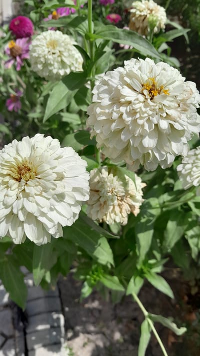 In Denov, Uzbekistan, a close-up shot showcases a cluster of white zinnia flowers blooming amidst lush green foliage. The flowers, varying in their stage of bloom, exhibit delicate, layered petals surrounding their centers, some of which are a warm, golden-brown hue. In the background, out-of-focus pink and magenta zinnias add a splash of contrasting color to the scene. The foreground is partially occupied by a textured, gray paving stone or walkway, suggesting an urban garden or park setting within the city. The overall impression is one of vibrant natural beauty against a backdrop of everyday urban life.
