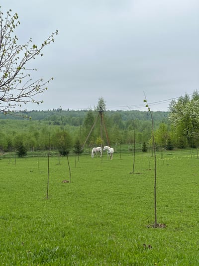 The image depicts a grassy field in Belyye Berezki, Russia, under an overcast sky. Two white horses graze in the middle ground. A line of wooden posts stretches across the field, possibly supporting a fence or young trees. A dense forest lines the horizon. A bare tree branch with budding leaves is in the lower left corner of the frame. Electrical power lines are seen running through the background.