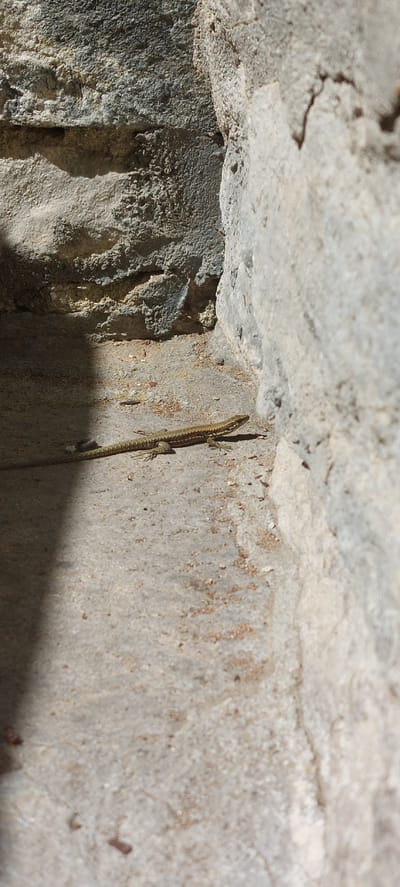 A lizard is clinging to a concrete structure. The location may be Бачково, Bulgaria.