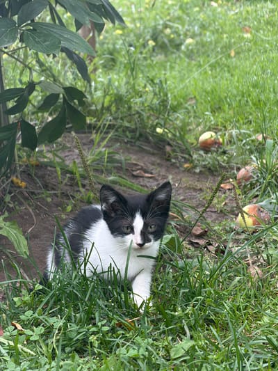 A black and white kitten is crouching in tall green grass, partially obscured by a large green leaf from a plant in the foreground. The kitten's head is visible, with its ears pointed up and its green eyes looking directly at the camera. Its face is mostly white with black markings around its eyes and ears. In the background, there is a patch of dirt and more grass, with several fallen apples scattered around. The environment appears to be outdoors in a natural setting, possibly a garden or yard in Kopanovo, Russia, given the presence of grass, plants, and fallen fruit. The lighting suggests it is daytime.